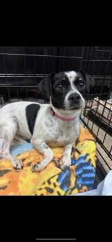 Rescue Chihuahua Dogs for Adoption in Phoenix, Arizona - KIMMI | PetCurious