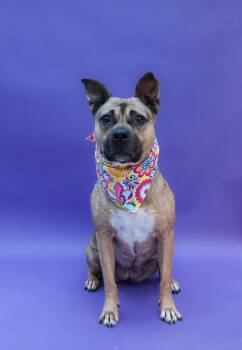 Rescue American Bulldog Dogs for Adoption in Islip Terrace, New York - Tippy | PetCurious