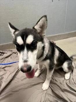 PIPER -  Siberian Husky Dog for Adoption in Las Vegas, Nevada - PIPER | PetCurious