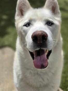 Ghost -  Siberian Husky and Mixed Breed Dog for Adoption in Savannah, Georgia - Ghost | PetCurious