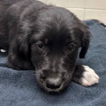 Mixed Breed Dogs Available for Adoption - Indigo | PetCurious