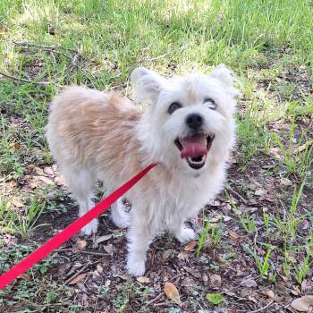 Felina WA14578-T -  West Highland White Terrier Westie and Lhasa Apso Dog for Adoption in Missouri City, Texas - Felina WA14578-T | PetCurious