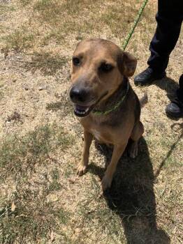 SARAH LEE -  Mixed Breed Dog for Adoption in Dallas, Texas - SARAH LEE | PetCurious
