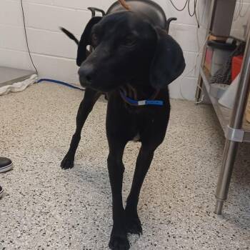 Hank -  Labrador Retriever and American Foxhound Dog for Adoption in Hattiesburg, Mississippi - Hank | PetCurious