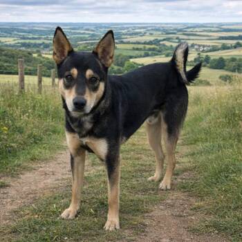 Australian Kelpie Dogs Available for Adoption in Hot Springs, South Dakota - Archer | PetCurious