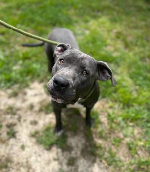 Arugula -  Mixed Breed Dog Available for Adoption in Manchester, Tennessee - Arugula | PetCurious