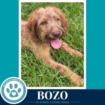 Bozo 080826 -  Poodle and Shepherd Dog for Adoption in Kimberton, Pennsylvania - Bozo 080826 | PetCurious