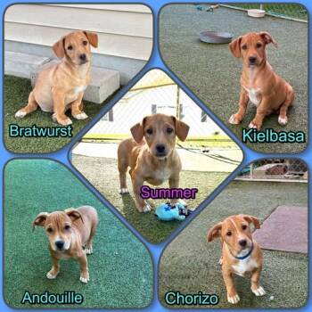 Sausage litter - puppies 4 male 1 female -  Dachshund Dog for Adoption in Traverse City, Michigan - Sausage Litter - Puppies 4 Male 1 Female | PetCurious