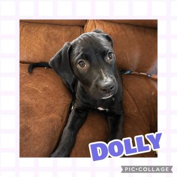 Dolly -  Pit Bull Terrier and Labrador Retriever Dog for Adoption in Ringwood, New Jersey - Dolly | PetCurious