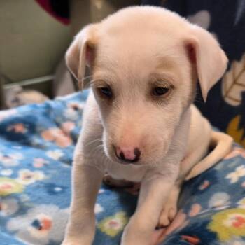 Great Pyrenees Dogs Available for Adoption in Eureka Springs, Arkansas - Nowhere | PetCurious