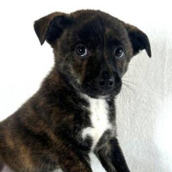 Elvis -  Terrier Dog for Adoption in Johnson City, Tennessee - Elvis | PetCurious