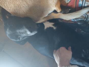 Black Labrador Retriever Dogs Available for Adoption - Star *COURTESY POST* | PetCurious