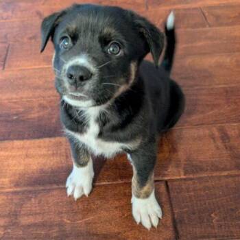 HILO -  Mixed Breed Dog for Adoption in San Juan Capistrano, California - HILO | PetCurious
