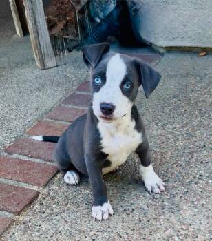 Gunnar -  Australian Cattle Dog Blue Heeler Dog for Adoption in Lincoln, California - Gunnar | PetCurious