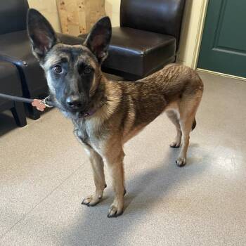 Katana -  Belgian Shepherd Malinois Dog for Adoption in Pasadena, California - Katana | PetCurious