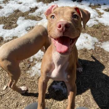 Pit Bull Terrier Dogs Available for Adoption - Fanta | PetCurious