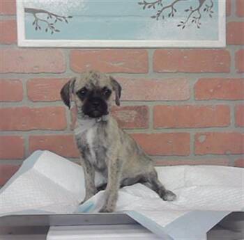 A2096340 -  Border Terrier and Mixed Breed Dog for Adoption in Houston, Texas - A2096340 | PetCurious