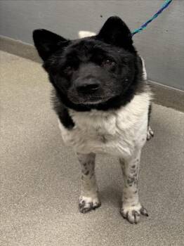 Rescue Akita Dogs for Adoption in Las Vegas, Nevada - REX | PetCurious