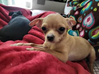 Nacho -  Chihuahua Dog Available for Adoption in Plano, Texas - Nacho | PetCurious