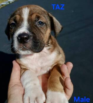 Boxer Dogs Available for Adoption in Troy, Alabama - Taz | PetCurious