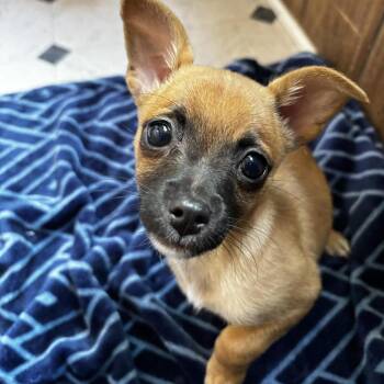 Chihuahua Dogs Available for Adoption - Pheobe | PetCurious