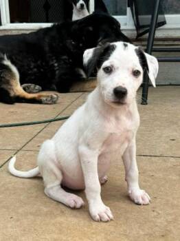 Keks -  Mixed Breed Dog for Adoption in Sun Prairie, Wisconsin - Keks | PetCurious