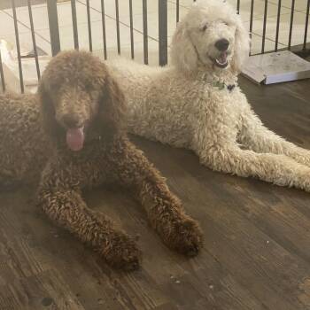 Rescue Standard Poodle Dogs for Adoption in Moreno Valley, California - Obie | PetCurious