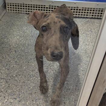 Eleven Eleven -  Great Dane and Hound Dog for Adoption in Charlottesville, Virginia - Eleven Eleven | PetCurious