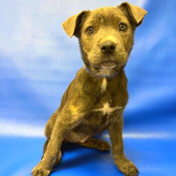 Pit Bull Terrier Dogs Available for Adoption - 239 (2026) Stormie | PetCurious