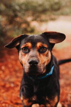 Hound and Mixed Breed Dogs Available for Adoption in North Charleston, South Carolina - 92573a Flip | PetCurious