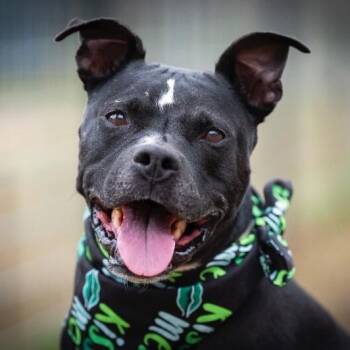 Pit Bull Terrier and Staffordshire Bull Terrier Dogs Available for Adoption in Friendswood, Texas - Baylor Banjo Morning Coffee Buddy | PetCurious