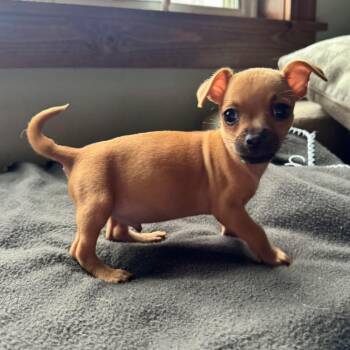 Chihuahua Dogs Available for Adoption in Alma, Wisconsin - Charlie | PetCurious