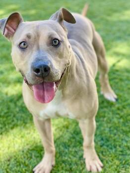 Sedona -  Pit Bull Terrier Dog for Adoption in Chico, California - Sedona | PetCurious