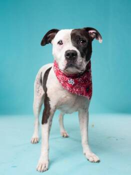 Malachi -  American Staffordshire Terrier and Mixed Breed Dog for Adoption in Atlanta, Georgia - Malachi | PetCurious