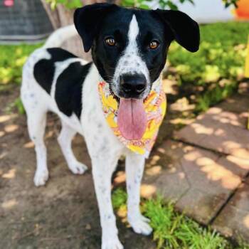 Cooper -  Pointer and Shepherd Dog Available for Adoption in Elgin, Texas - Cooper | PetCurious