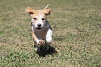 Mixed Breed Dogs Available for Adoption in West Chester, Pennsylvania - Rolly Poly | PetCurious