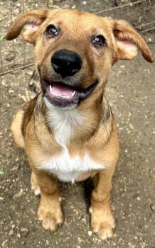James -  German Shepherd Dog Dog for Adoption in West Haven, Connecticut - James | PetCurious