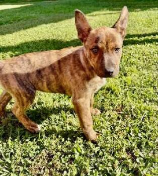 American Bully Dogs Available for Adoption in Glocester, Rhode Island - Woody | PetCurious