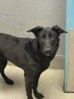 JULIETTE -  German Shepherd Dog and Mixed Breed Dog for Adoption in Las Vegas, Nevada - JULIETTE | PetCurious