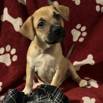 HARRIS -  Mixed Breed Dog for Adoption in Richmond, California - HARRIS | PetCurious