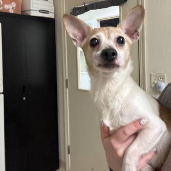 Archie -  Terrier Dog for Adoption in Pekin, Illinois - Archie | PetCurious