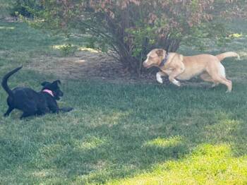 Border Collie Dogs Available for Adoption in Fort Lupton, Colorado - Princess | PetCurious