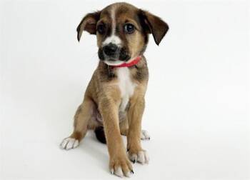 KALE -  Terrier Dog for Adoption in Brentwood, Missouri - KALE | PetCurious