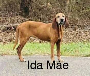 Redbone Coonhound Dogs Available for Adoption - Ida Mae | PetCurious