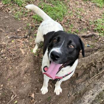 Labrador Retriever and Great Pyrenees Dogs Available for Adoption -  Phoebe  | PetCurious