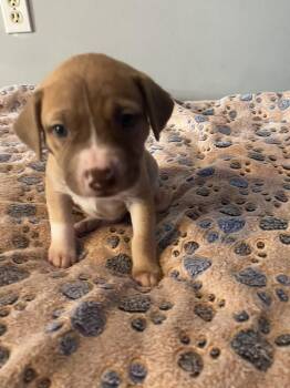 Hershey - Lola Mae -  American Bulldog Dog for Adoption in Lakeland, Florida - Hershey - Lola Mae | PetCurious