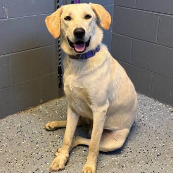 TUSC-Stray-85404 -  Labrador Retriever and Mixed Breed Dog for Adoption in Tuscaloosa, Alabama - TUSC-Stray-85404 | PetCurious