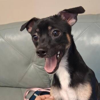 Choppo -  Chihuahua and Mixed Breed Dog for Adoption in Lake Panasoffkee, Florida - Choppo | PetCurious