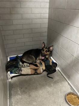 German Shepherd Dog Dogs Available for Adoption - SWEET PEA | PetCurious