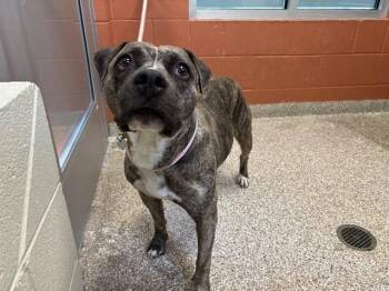 NOVA -  Boxer and Mixed Breed Dog for Adoption in Colorado Springs, Colorado - NOVA | PetCurious